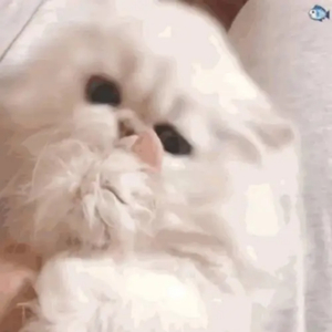 毛茸茸多毛BBBBB毛多
